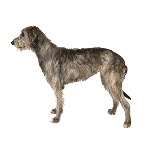 Irish Wolfhound